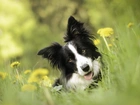 Pies, Border Collie, Łąka