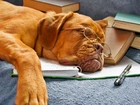 Śpiący, Pies, Dog de Bordeaux