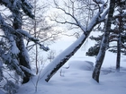 Zima, Drzewa, Gałęzie