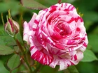 Różowa, Nakrapiana, Róża