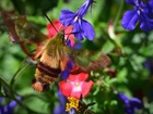 Motyl, Fruczak, Bujankowiec, Kwiaty, Lobelia