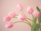 Różowe, Tulipany, Kwiaty