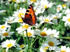 Motyl, Rusałka, Pokrzywnik, Kwiat