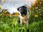 Border collie, Łąka, Kwiaty