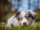 Owczarek australijski-australian shepherd