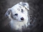 Border collie, Szczeniak