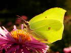 Motyl, Latolistek cytrynek, Kwiat, Aster