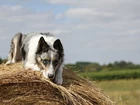 Border collie, Siano