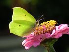 Motyl, Cytrynek, Kwiat