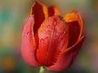 Kwiat, Tulipan, Czerwony, Krople, Rosa