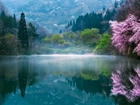 Korea Południowa, Wiosna, Jezioro, Poranek, Mgła, Drzewa
