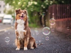 Bańki, Mydlane, Owczarek australijski, Australian shepherd