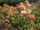 Róże, Herbaciane, Kwiaty