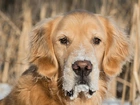 Pies, Golden retriever, Mordka