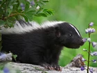 Skunks, Kwiaty