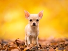 Pies, Biszkoptowy, Chihuahua krótkowłosa