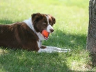 Border collie, Piłeczka, Łąka, Trawa, Drzewo