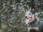 Australijski pies pasterski, Australian Cattle Dog