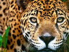 Jaguar, Oczy