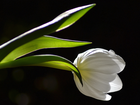 Biały, Tulipan, Światło