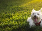 Piesek, West Highland White Terrier