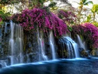 Wodospad, Purpurowe, Kwiaty
