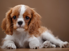 Cavalier King Charles spaniel, Szczeniaczek