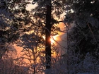 Zima, Ośnieżone, Drzewa, Zachód słońca