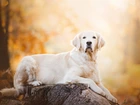 Golden retriever, Pień