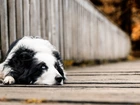 Border collie, Most, Rozmycie