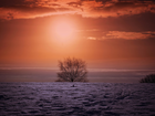 Zima, Zachód słońca, Drzewo