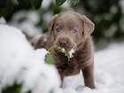 Szczeniak, Labrador retriever, Śnieg, Listki