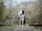 Border collie, Tory