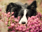 Border collie, Pyszczek, Wrzos