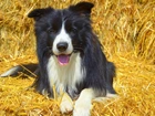 Leżący, Border collie, Słoma