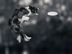 Border collie, Skok, Zawody, Sportowe, Frisbee