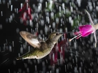Koliber, Kwiat, Deszcz
