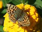 Motyl, Perłowiec malinowiec, Kwiat, Cynia, Żółta