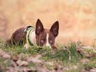 Pies, Border collie, Łąka, Trawa, Liście