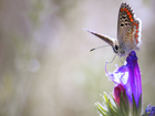 Motyl, Modraszek ikar, Kwiat