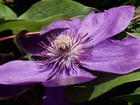 Kwiat, Clematis