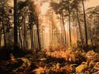 Las, Mgła, Jesień, Przebijające, Światło
