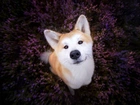 Akita Inu, Wrzos