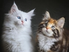 Dwa, Koty, Maine coon