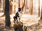 Pień, Border collie, Las