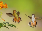 Dwa, Kolibry, Kwiaty