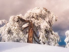 Zima, Śnieg, Ośnieżone, Drzewo