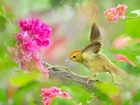 Ptaszek, Kwiaty, Wiosna