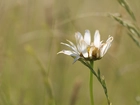 Margerytka, Biały, Kwiat, Trawa