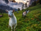 Szwajcaria, Alpy Berneńskie, Dolina Lauterbrunnen, Kozy